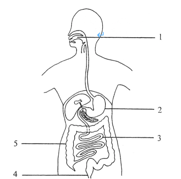 sc-1 sb-1-Digestion and Absorptionimg_no 125.jpg
